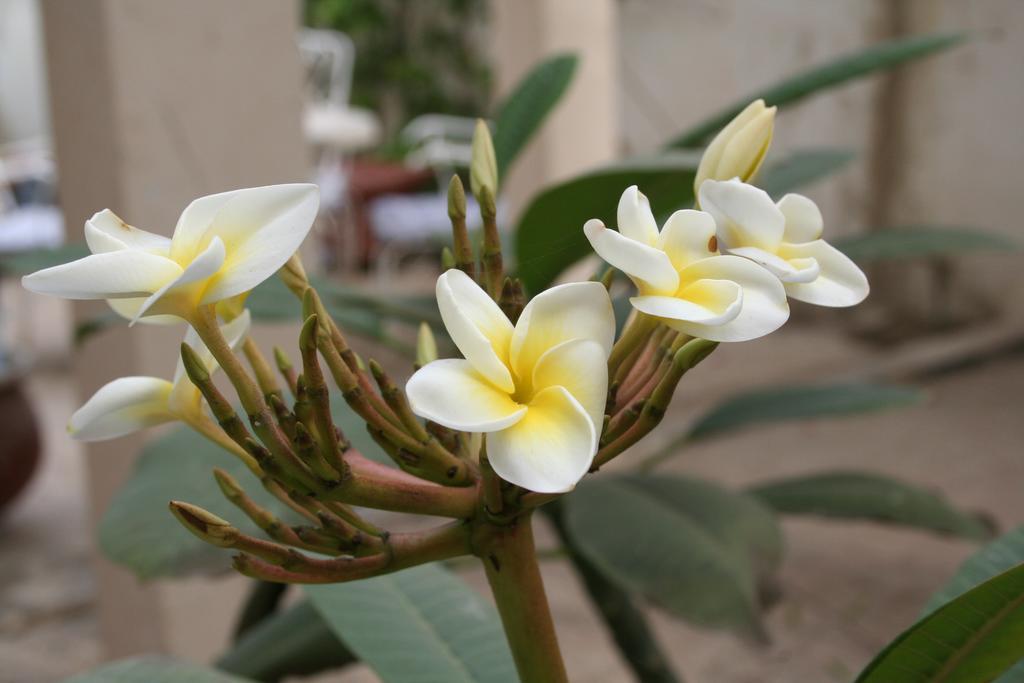 Auberge Keur Diame Dakar Bagian luar foto
